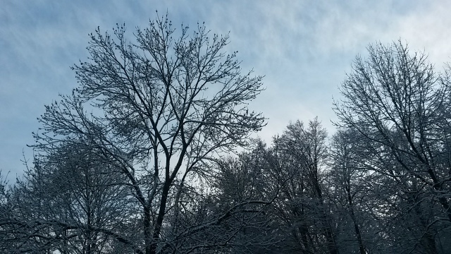 schnee winter himmel baeume aeste